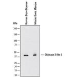 CHI3L1 Antibody in Western Blot (WB)