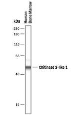 CHI3L1 Antibody in Western Blot (WB)