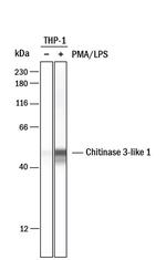 CHI3L1 Antibody in Western Blot (WB)
