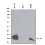 IL-1 alpha Antibody in Western Blot (WB)
