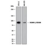 VCAM-1 Antibody in Western Blot (WB)