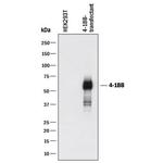 CD137 Antibody in Western Blot (WB)