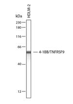 CD137 Antibody in Western Blot (WB)