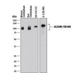 CD166 Polyclonal Antibody