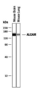 CD166 Antibody in Western Blot (WB)