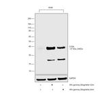 Cathepsin S Antibody in Western Blot (WB)