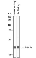 Prolactin Antibody in Western Blot (WB)