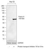 Fetuin A Polyclonal Antibody