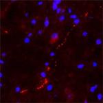 CARTPT Antibody in Immunohistochemistry (Paraffin) (IHC (P))