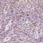 NKp46 Antibody in Immunohistochemistry (Paraffin) (IHC (P))