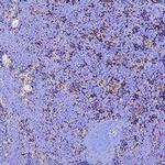 CD47 Polyclonal Antibody