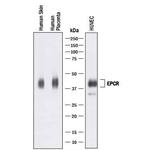 EPCR Polyclonal Antibody