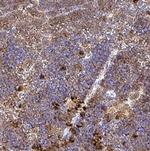 CD223 Antibody in Immunohistochemistry (Paraffin) (IHC (P))