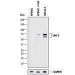 CD223 Antibody in Western Blot (WB)