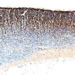 GAS1 Polyclonal Antibody