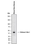 CHI3L1 Antibody in Western Blot (WB)