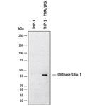 CHI3L1 Antibody in Western Blot (WB)