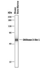 CHI3L1 Antibody in Western Blot (WB)