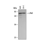 c-Rel Antibody in Western Blot (WB)