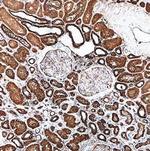 AMPK beta-1 Antibody in Immunohistochemistry (Paraffin) (IHC (P))