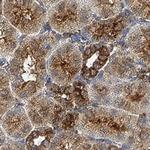 AMPK beta-1 Antibody in Immunohistochemistry (Paraffin) (IHC (P))