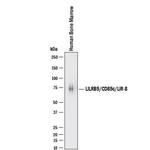 LILRB5 Polyclonal Antibody