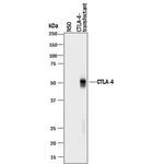CTLA-4 Antibody in Western Blot (WB)
