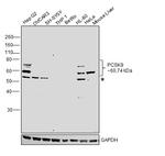 PCSK9 Polyclonal Antibody