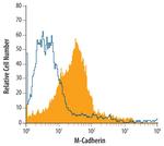 M-cadherin Polyclonal Antibody