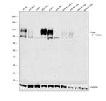 ITGB6 Antibody in Western Blot (WB)
