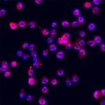 ITLN1 Polyclonal Antibody