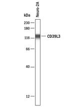 ENTPD3 Antibody in Western Blot (WB)