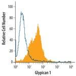 Glypican 1 Polyclonal Antibody