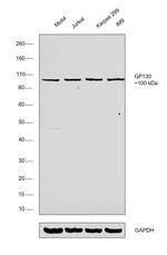 GP130 Polyclonal Antibody