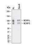 PIK3AP1 Antibody in Western Blot (WB)