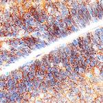 Protogenin Polyclonal Antibody