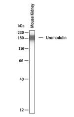 Uromodulin Antibody in Western Blot (WB)