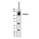 NRXN3 Antibody in Western Blot (WB)