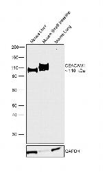 CEACAM1 Antibody in Western Blot (WB)