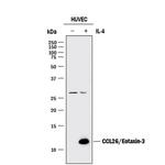 Eotaxin 3 Antibody in Western Blot (WB)