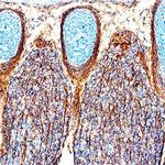 PLXNB2 Polyclonal Antibody