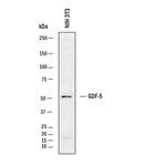GDF5 Antibody in Western Blot (WB)