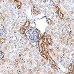 ADAM9 Polyclonal Antibody