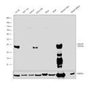 Galectin 4 Antibody in Western Blot (WB)
