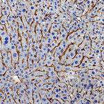 ESAM Antibody in Immunohistochemistry (Paraffin) (IHC (P))