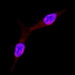MXI1 Antibody in Immunocytochemistry (ICC/IF)
