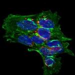 CPLX2 Polyclonal Antibody