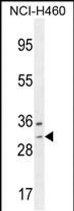 WBSCR27 Antibody in Western Blot (WB)