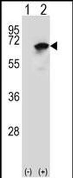 NARS Antibody in Western Blot (WB)