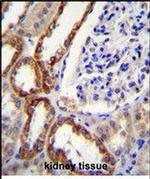 PARS2 Antibody in Immunohistochemistry (Paraffin) (IHC (P))